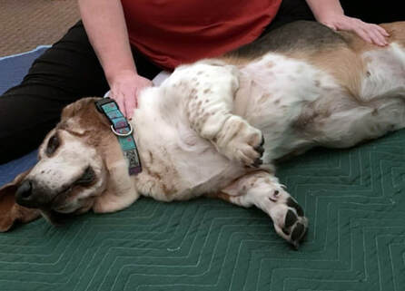 Dog enjoying Reiki treatment